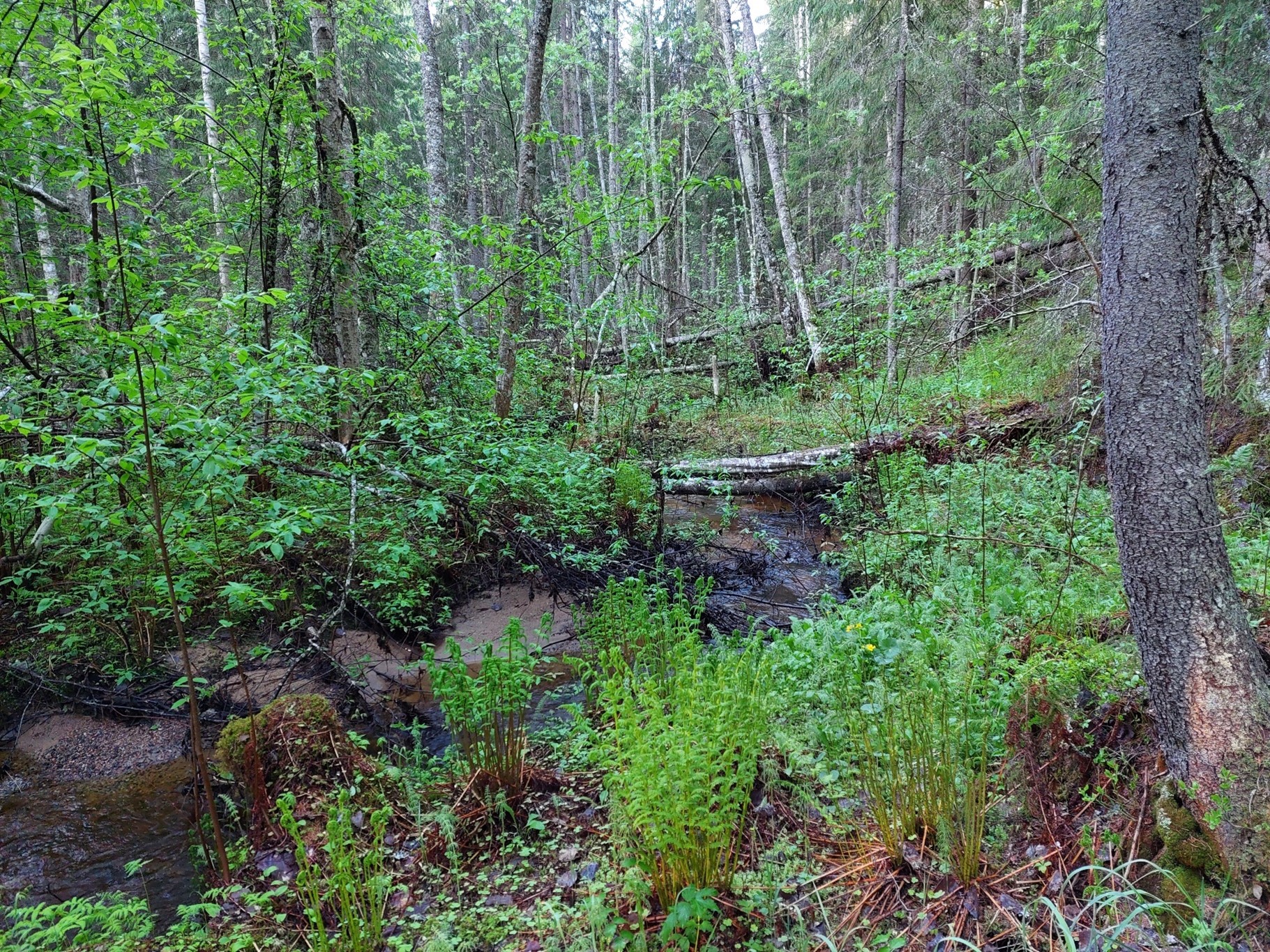 Kaatuneita puita vihreässä metsässä.