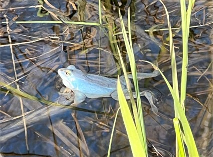 Sininen sammakko vedessä.