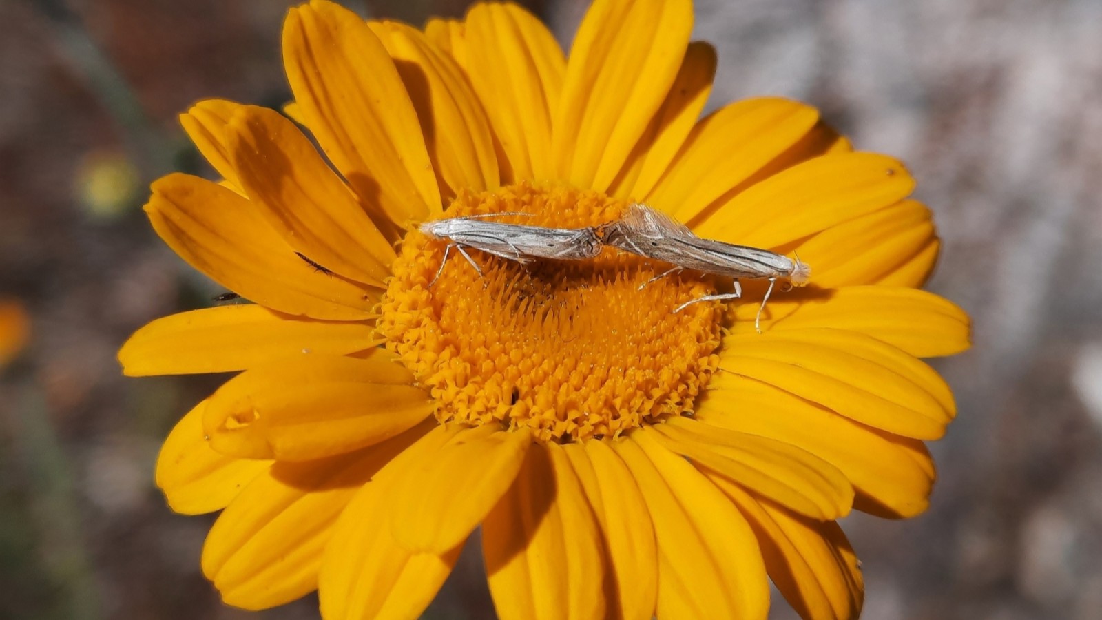 Kaksi sauramoviirukoita keltasauramolla.