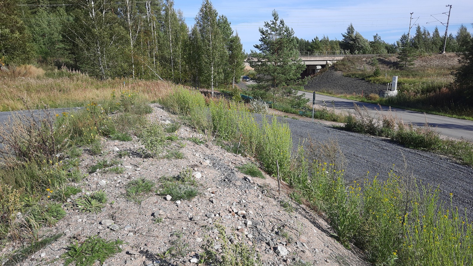 Kesäinen kuva paahdevallista, jossa hiekkaa ja pientä kasvustoa.