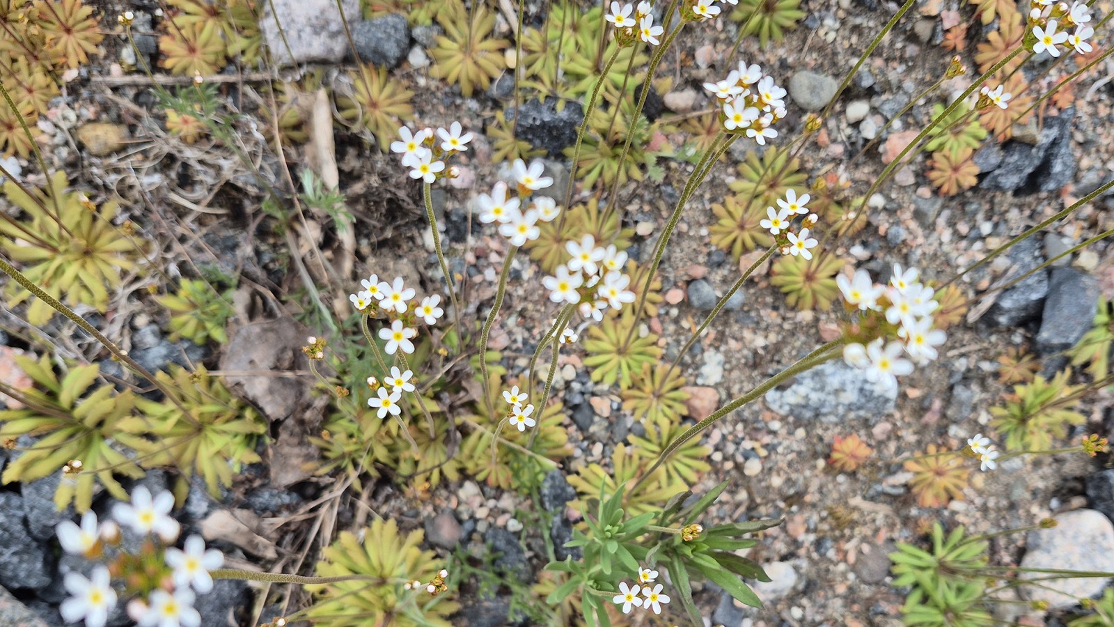 Lähikuva kukkivista ketonukeista.