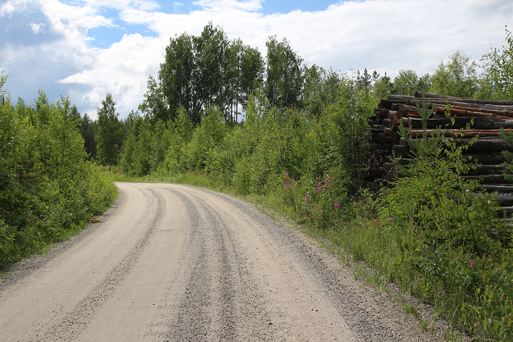 Kuvituskuvassa kesäistä metsätietä.