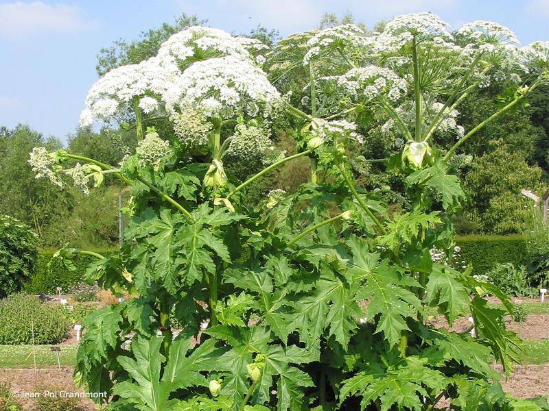 Iso ja jykevärunkoinen kasvi, jolla on suuret, liuskoittuneet lehdet ja valkoisia pallomaisia kukintoja.