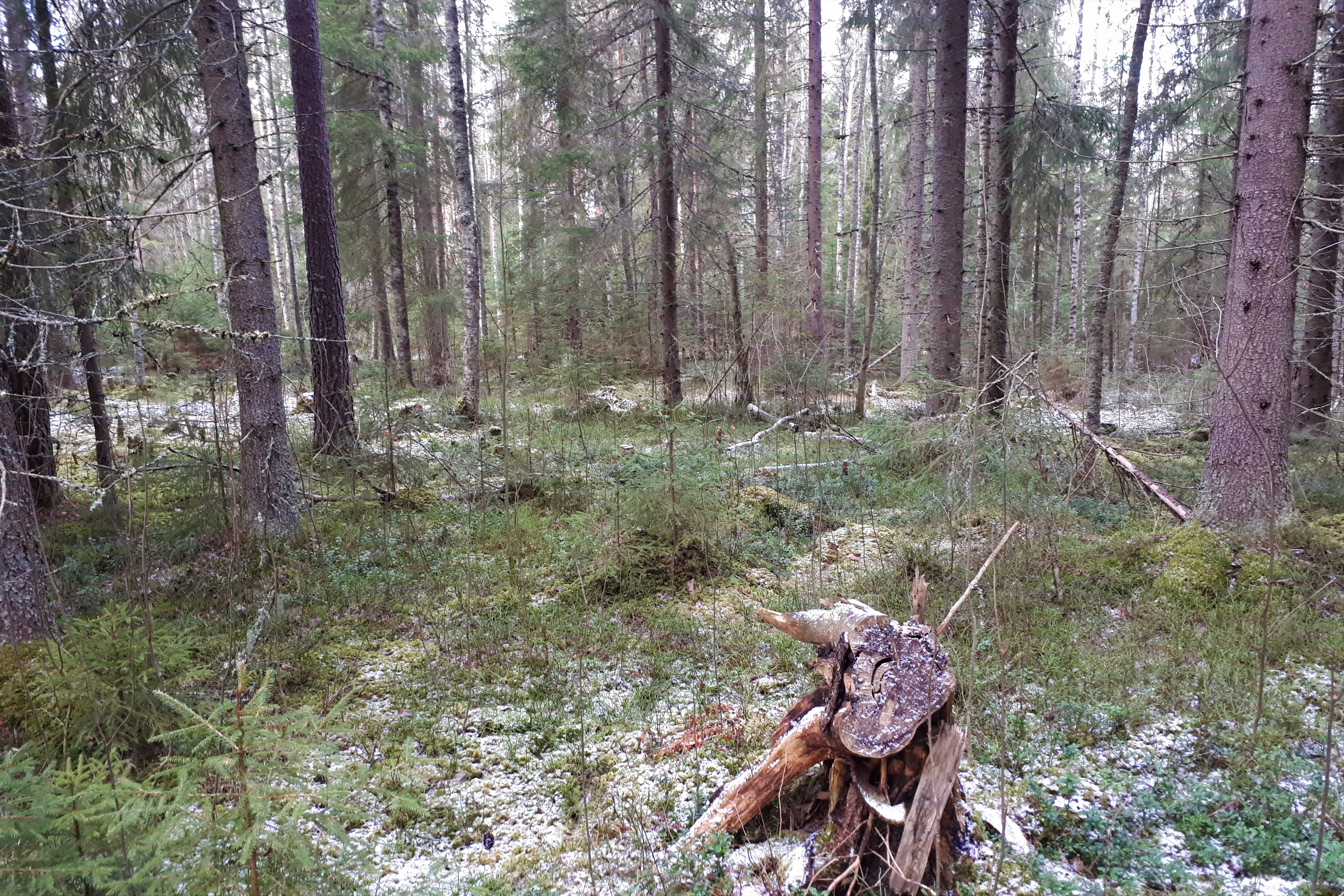 Puuston poistoa.