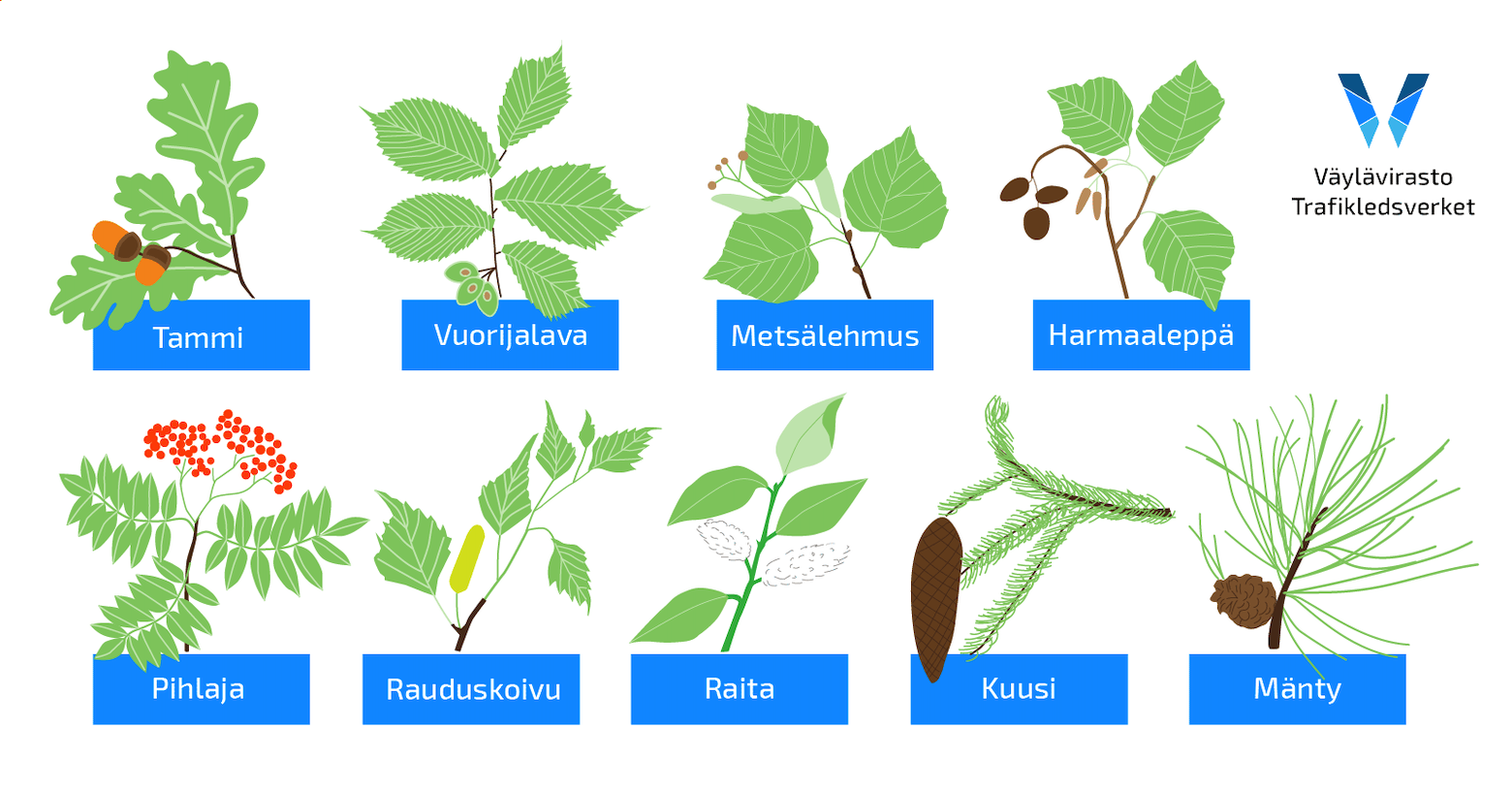 Kuvassa Lahden päässä Vt 12 rakennettavaa kehätietä meluvalleihin istutettavia puulajeja.