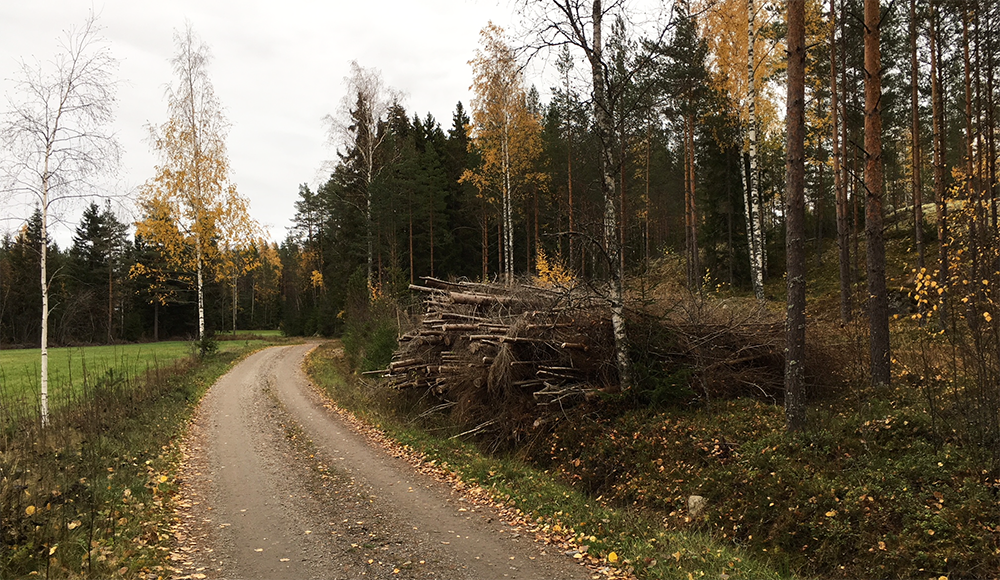 Bilden visar en skogväg