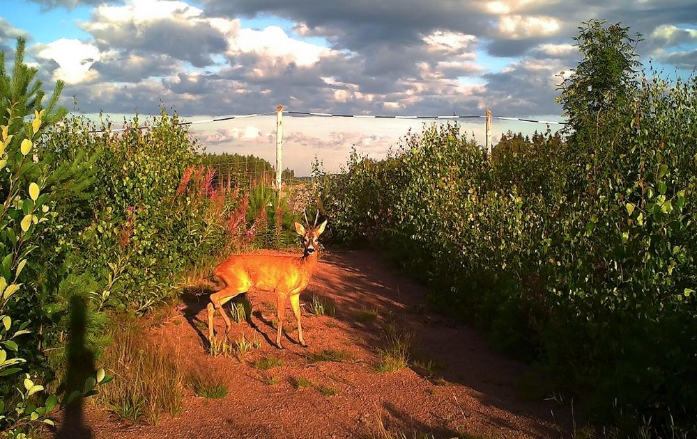 Metsäkauris vihersillalla.