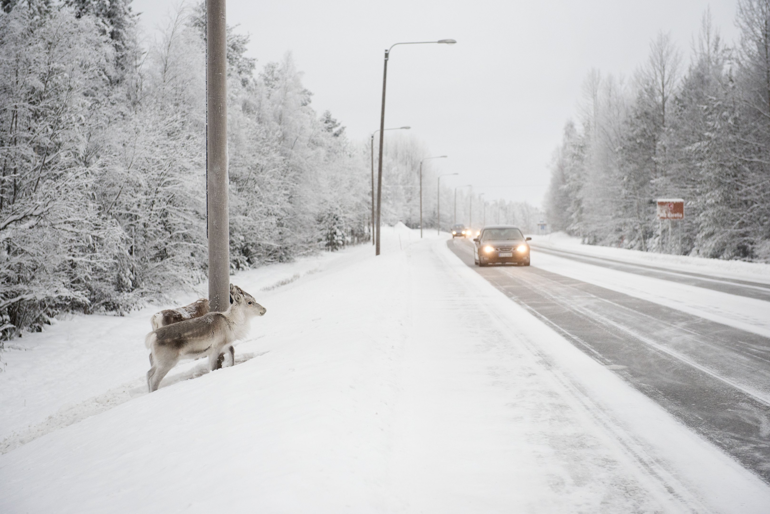 Talvinen kuva, jossa porot ovat odottamassa tien reunassa.